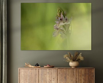 Wild orchid in soft pastel shades