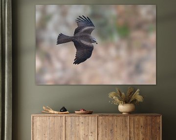 Black Kite by Lex van Doorn