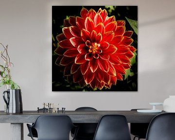 dahlia rouge sur Dieter Walther