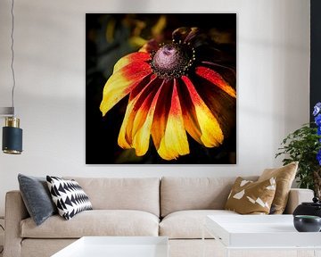 Coneflower by Dieter Walther
