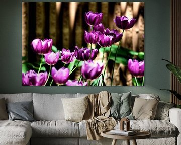 Purple Tulips by erikaktus gurun