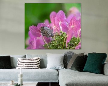 Leerwants op roze hortensiabloemen van ManfredFotos