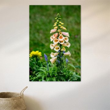 Vingerhoedskruid in de tuin