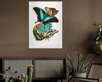 Butterflies 5, Pictufy