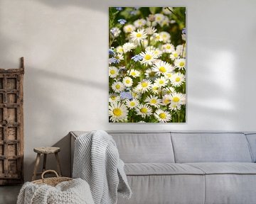 Daisies in spring by Corinne Welp