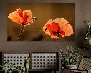 Illuminated poppies by Tvurk Photography