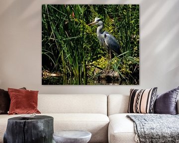 Reiger in de natuur van John Brugman