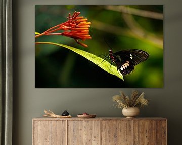 Schmetterling auf Blatt, mit roter Blüte von John Brugman