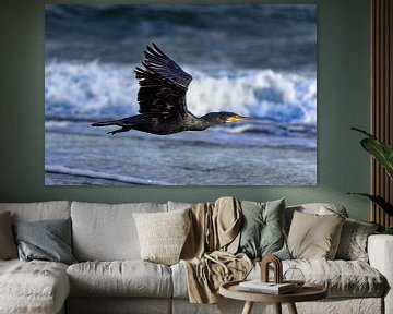 Kormoran (Phalacrocorax carbo)