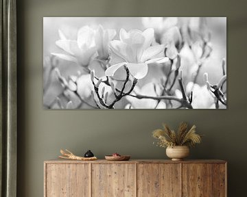 Magnolias by Violetta Honkisz