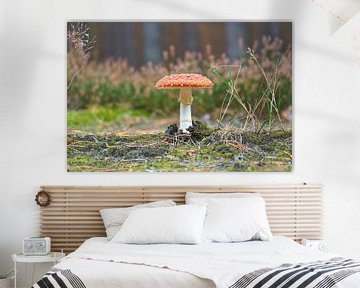 Delicate witrode paddenstoel, op de bosbodem. van Martin Köbsch