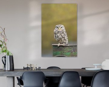 little owl on milk churn by M. B. fotografie