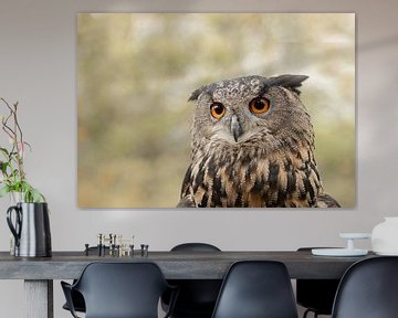 portrait of an owl, eagle owl by M. B. fotografie