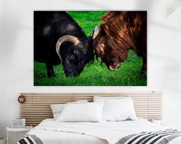Showdown between two bulls
