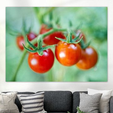 Cherry Tomato Cluster on Vine