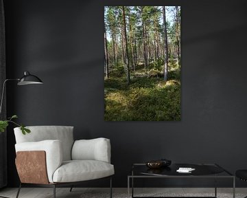 forest in sweden by Geertjan Plooijer