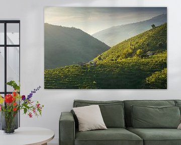 Magical light over the Vineyards of Prosecco hills. Italy by Stefano Orazzini