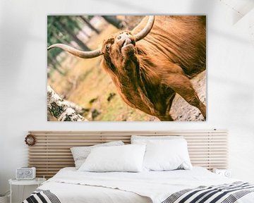 Scottish Highland cattle sticking out its tongue in a nature res by Sjoerd van der Wal Photography