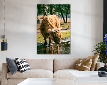 Schotse Hooglander drinkt uit een plas in een natuurreservaat