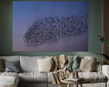 Spreeuwen zwerm met vliegende vogels in de lucht tijdens zonsondergang van Sjoerd van der Wal Fotografie