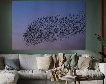 Starenmurmeln mit fliegenden Vögeln am Himmel bei Sonnenuntergang von Sjoerd van der Wal Fotografie