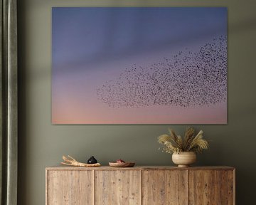 Starling murmuration with flying birds in the sky during sunset by Sjoerd van der Wal Photography