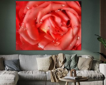Rose with raindrops