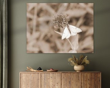 Greater veined white in sepia by Jose Lok