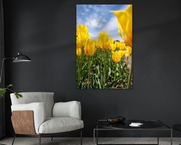 Enchanting Yellow Tulips under a Dutch Sky by Michael Bollen