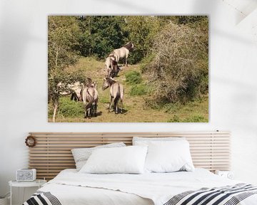 De Konikpaarden van Oranjezon van Wendy Hilberath
