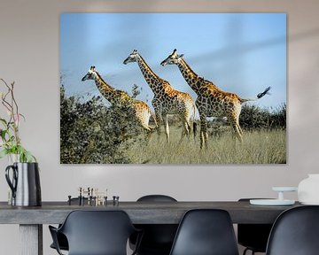 Drie giraffen in Krugerpark, Zuid-Afrika van The Book of Wandering