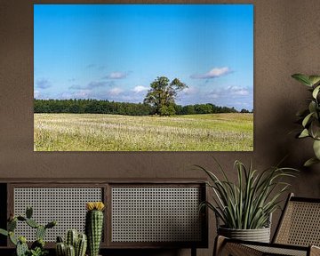 Field with trees on the island of Kampenwerder in Lake Schaalsee by Rico Ködder