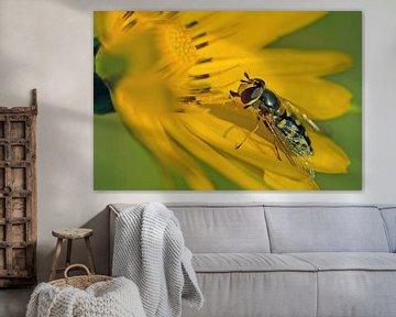 large comma hoverfly by Petra Vastenburg