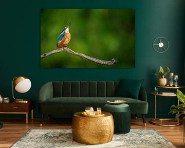 kingfisher by Andy van der Steen - Fotografie