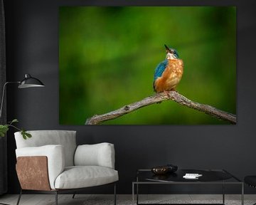 kingfisher by Andy van der Steen - Fotografie