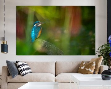 kingfisher by Andy van der Steen - Fotografie