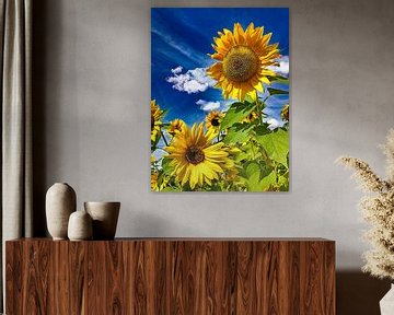 Sunflowers II by Photo Art SD