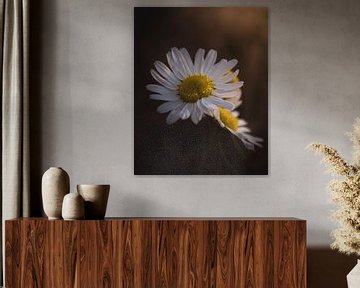 Daisies dark & moody van Sandra Hazes