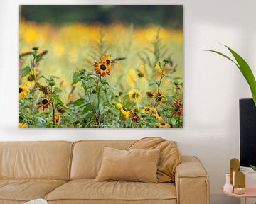 Flower Field by Hilbrand van der Meulen
