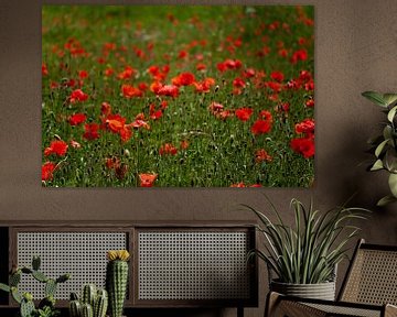 Fleurs de coquelicot dans une prairie sur Roque Klop