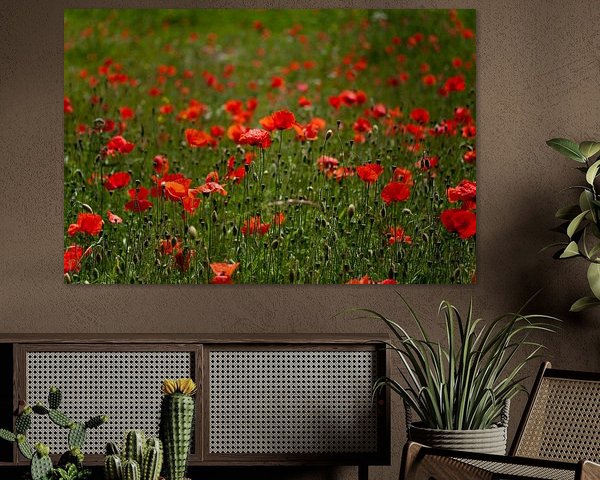 Poppy flowers