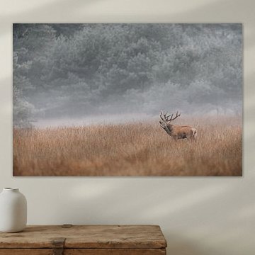 Rothirsche rülpsen während der Brunftzeit in der Veluwe im Nebel.