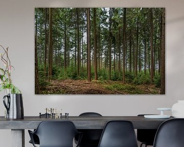 Pine forest on the Hoge Veluwe (0155) by Reezyard