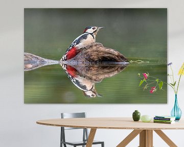 Grote bonte specht op een tak  weerspiegeld in het water van Jolanda Aalbers