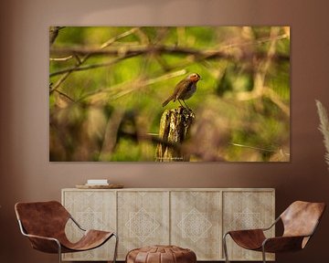 Robins in the landscape