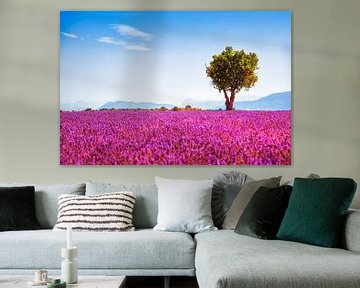 Lavender flowers and a tree. Provence, France by Stefano Orazzini