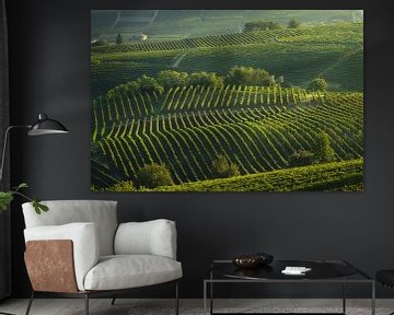 Langhe, trees among the vineyards, Neive, Piedmont, Italy. by Stefano Orazzini