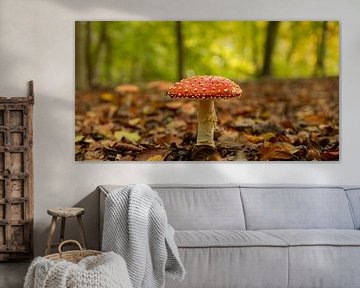 Fly agaric in a forest in autumn by Marloes ten Brinke