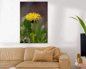 Paardenbloem