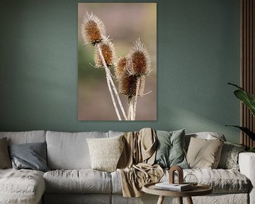 Large teasel by Jack Van de Vin